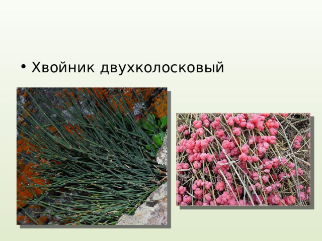 Хвойник двухколосковый 