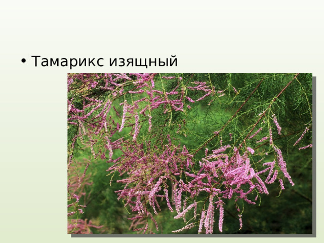 Тамарикс изящный 