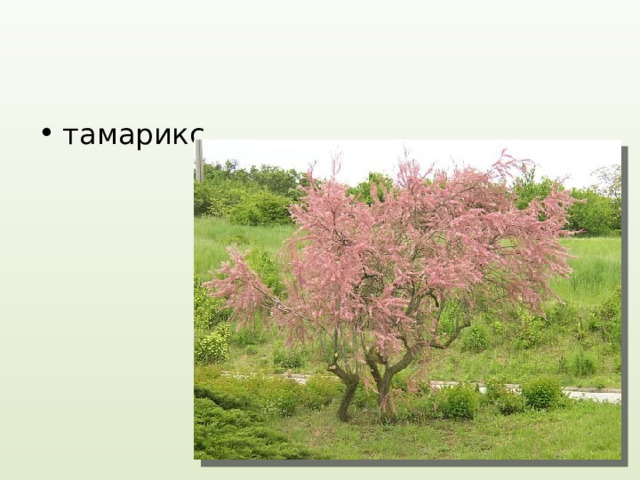 тамарикс 