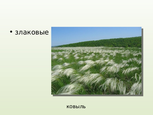 злаковые ковыль 