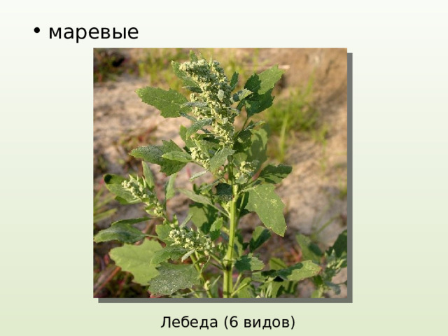 маревые Лебеда (6 видов) 