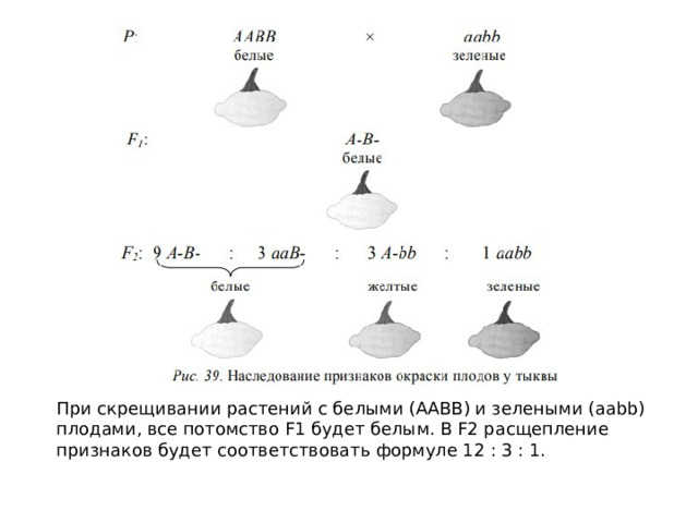  При скрещивании растений с белыми (ААВВ) и зелеными (ааbb) плодами, все потомство F1 будет белым. В F2 расщепление признаков будет соответствовать формуле 12 : 3 : 1. 