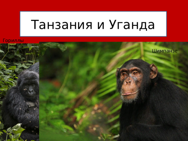 Танзания и Уганда Гориллы Шимпанзе 