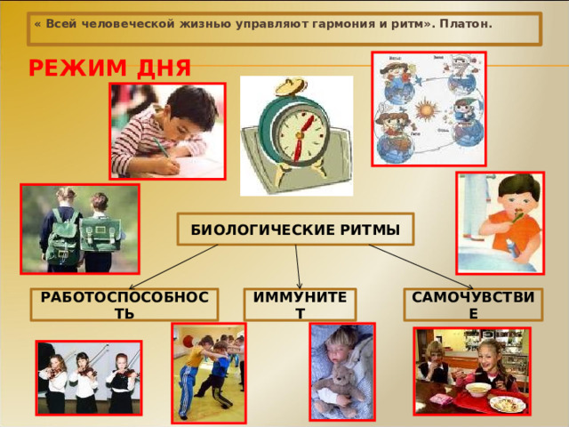 « Всей человеческой жизнью управляют гармония и ритм». Платон.  РЕЖИМ ДНЯ БИОЛОГИЧЕСКИЕ РИТМЫ ИММУНИТЕТ РАБОТОСПОСОБНОСТЬ САМОЧУВСТВИЕ 