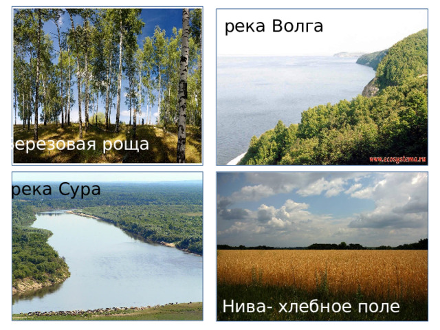 река Волга р. Сура Березовая роща река Сура Нива- хлебное поле  