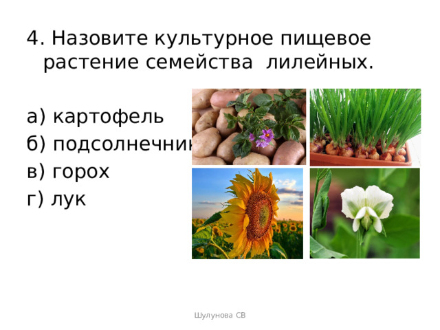4. Назовите культурное пищевое растение семейства лилейных. а) картофель б) подсолнечник в) горох г) лук Шулунова СВ 