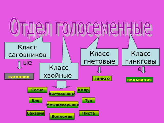Класс саговниковые Класс гинкговые Класс гнетовые Класс хвойные саговник гинкго вельвичия Сосна Кедр  Лиственница Ель Туя Можжевельник Секвойя Пихта Воллемия 