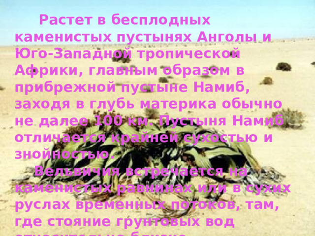  Растет в бесплодных каменистых пустынях Анголы и Юго-Западной тропической Африки, главным образом в прибрежной пустыне Намиб, заходя в глубь материка обычно не далее 100 км. Пустыня Намиб отличается крайней сухостью и знойностью.  Вельвичия встречается на каменистых равнинах или в сухих руслах временных потоков, там, где стояние грунтовых вод относительно близко. 