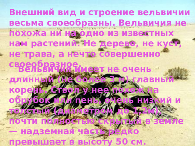 Внешний вид и строение вельвичии весьма своеобразны. Вельвичия не похожа ни на одно из известных нам растений. Не дерево, не куст, не трава, а нечто совершенно своеобразное.  Вельвичия имеет не очень длинный (не более 3 м) главный корень. Ствол у нее похож на обрубок или пень, очень низкий и толстый (диаметром до 1,2м), почти полностью скрытый в земле — надземная часть редко превышает в высоту 50 см. 