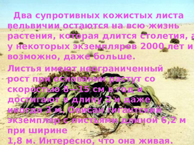  Два супротивных кожистых листа вельвичии остаются на всю жизнь растения, которая длится столетия, а у некоторых экземпляров 2000 лет и, возможно, даже больше. Листья имеют неограниченный рост при основании растут со скоростью 8—15 см в год и достигают в длину 2 и даже иногда 3 м. Описан гигантский экземпляр с листьями длиной 6,2 м при ширине 1,8 м. Интересно, что она живая.  