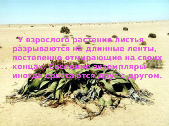  У взрослого растения листья разрываются на длинные ленты, постепенно отмирающие на своих концах. Соседние экземпляры иногда срастаются друг с другом. 