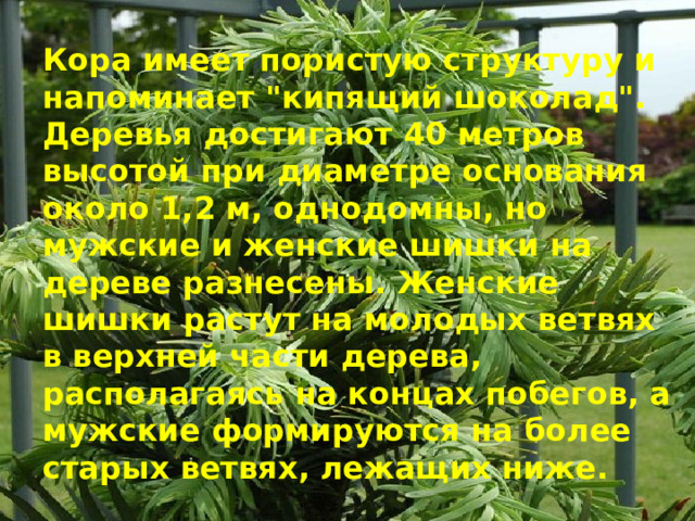Кора имеет пористую структуру и напоминает 