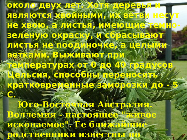  Все молодые шишки зеленые, а старые - красновато-коричневые. Семена в женских шишках зреют около двух лет. Хотя деревья и являются хвойными, их ветви несут не хвою, а листья, имеющие темно-зеленую окраску, и сбрасывают листья не поодиночке, а целыми ветками. Выживают при температурах от 0 до 40 градусов Цельсия, способны переносить кратковременные заморозки до - 5 С.    Юго-Восточная Австралия. Воллемия - настоящее 