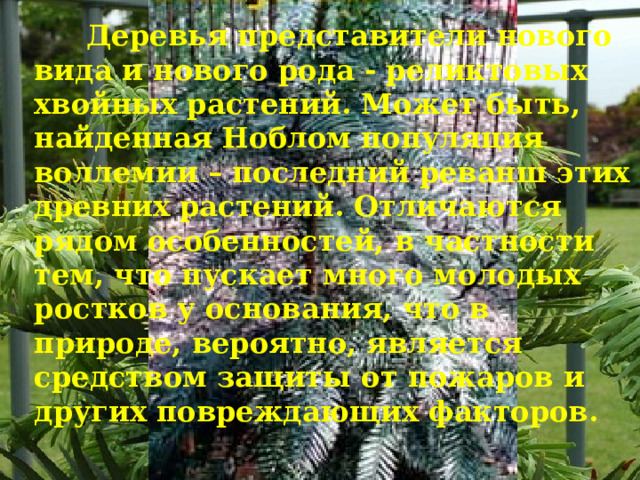   Деревья представители нового вида и нового рода - реликтовых хвойных растений. Может быть, найденная Ноблом популяция воллемии – последний реванш этих древних растений. Отличаются рядом особенностей, в частности тем, что пускает много молодых ростков у основания, что в природе, вероятно, является средством защиты от пожаров и других повреждающих факторов.  
