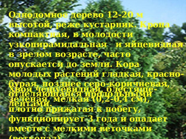 Однодомное дерево 12-20 м высотой, реже кустарник. Крона компактная, в молодости узкопирамидальная и яйцевидная в зрелом возрасте, часто опускается до земли. Кора молодых растений гладкая, красно-бурая, позднее серо-коричневая, отделяющаяся продольными лентами. Хвоя чешуевидная, блестяще-зеленая, мелкая (0,2-0,4 см), плотно прижатая к побегу, функционирует 3 года и опадает вместе с мелкими веточками (веткопад). 