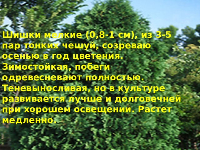 Шишки мелкие (0,8-1 см), из 3-5 пар тонких чешуй, созреваю осенью в год цветения.  Зимостойкая, побеги одревесневают полностью. Теневыносливая, но в культуре развивается лучше и долговечней при хорошем освещении. Растет медленно. 