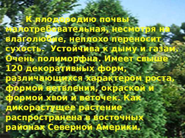  К плодородию почвы малотребовательная, несмотря на влаголюбие, неплохо переносит сухость. Устойчива к дыму и газам. Очень полиморфна. Имеет свыше 120 декоративных форм, различающихся характером роста, формой ветвления, окраской и формой хвои и веточек. Как дикорастущее растение распространена в восточных районах Северной Америки. 