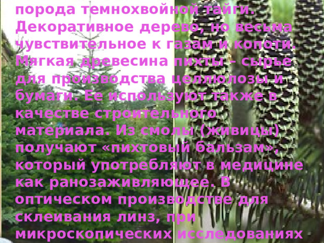 Основная лесообразующая порода темнохвойной тайги. Декоративное дерево, но весьма чувствительное к газам и копоти. Мягкая древесина пихты – сырье для производства целлюлозы и бумаги. Ее используют также в качестве строительного материала. Из смолы (живицы) получают «пихтовый бальзам», который употребляют в медицине как ранозаживляющее. В оптическом производстве для склеивания линз, при микроскопических исследованиях как иммерсионное средство. 