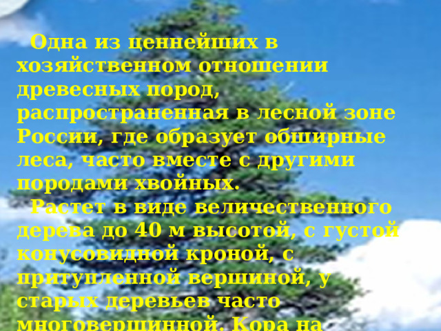  Одна из ценнейших в хозяйственном отношении древесных пород, распространенная в лесной зоне России, где образует обширные леса, часто вместе с другими породами хвойных.  Растет в виде величественного дерева до 40 м высотой, с густой конусовидной кроной, с притупленной вершиной, у старых деревьев часто многовершинной. Кора на стволах серо-бурая, трещеновидная, у молодых деревьев гладкая, серая. 