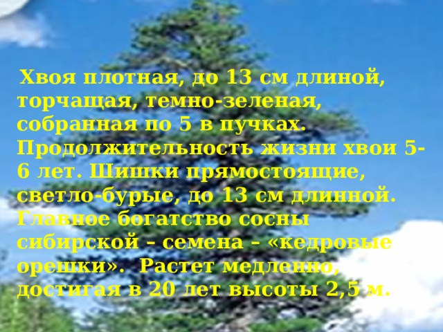  Хвоя плотная, до 13 см длиной, торчащая, темно-зеленая, собранная по 5 в пучках. Продолжительность жизни хвои 5-6 лет. Шишки прямостоящие, светло-бурые, до 13 см длинной. Главное богатство сосны сибирской – семена – «кедровые орешки». Растет медленно, достигая в 20 лет высоты 2,5 м.  