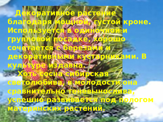  Декоративное растение благодаря мощной, густой кроне. Используется в одиночной и групповой посадке, хорошо сочетается с березами и декоративными кустарниками. В культуре издавна.  Хоть сосна сибирская светолюбива, в молодости она сравнительно теневынослива, успешно развивается под пологом материнских растений. 