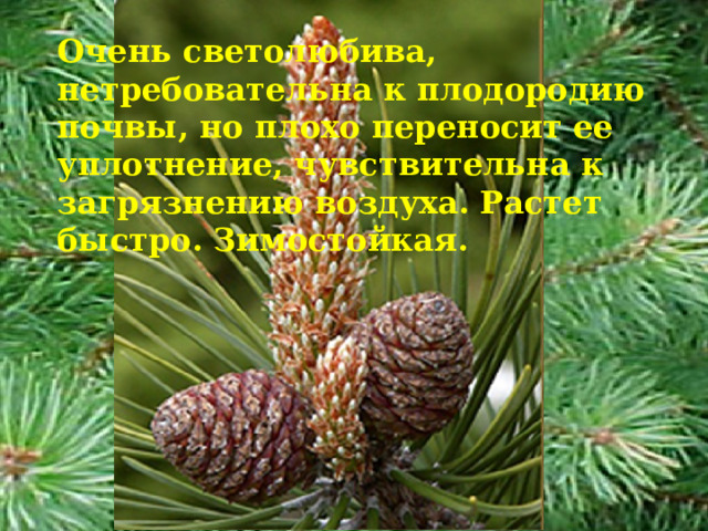 Очень светолюбива, нетребовательна к плодородию почвы, но плохо переносит ее уплотнение, чувствительна к загрязнению воздуха. Растет быстро. Зимостойкая. 