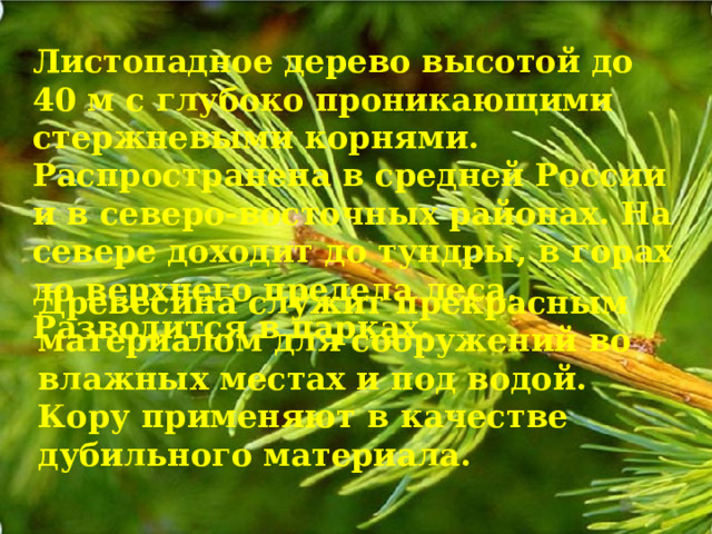Листопадное дерево высотой до 40 м с глубоко проникающими стержневыми корнями. Распространена в средней России и в северо-восточных районах. На севере доходит до тундры, в горах до верхнего предела леса. Разводится в парках. Древесина служит прекрасным материалом для сооружений во влажных местах и под водой. Кору применяют в качестве дубильного материала. 