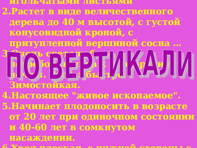 Отдел вечнозеленых растений с игольчатыми листьями Растет в виде величественного дерева до 40 м высотой, с густой конусовидной кроной, с притупленной вершиной сосна … Очень светолюбива, нетребовательна к плодородию почвы. Растет быстро. Зимостойкая. Настоящее 