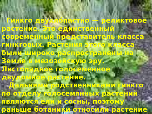  Гинкго двухло́пастно  — реликтовое растение. Это единственный современный представитель класса гинкговых. Растения этого класса были широко распространены на Земле в мезозойскую эру. Листопадное голосеменное двудомное растение.  Дальними родственниками гинкго по отделу голосемянных растений являются ели и сосны, поэтому раньше ботаники относили растение к хвойным. 