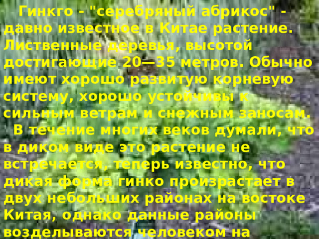  Гинкго - 
