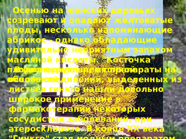  Осенью на женских деревьях созревают и опадают желтоватые плоды, несколько напоминающие абрикос - однако обладающие удивительно неприятным запахом масляной кислоты. 
