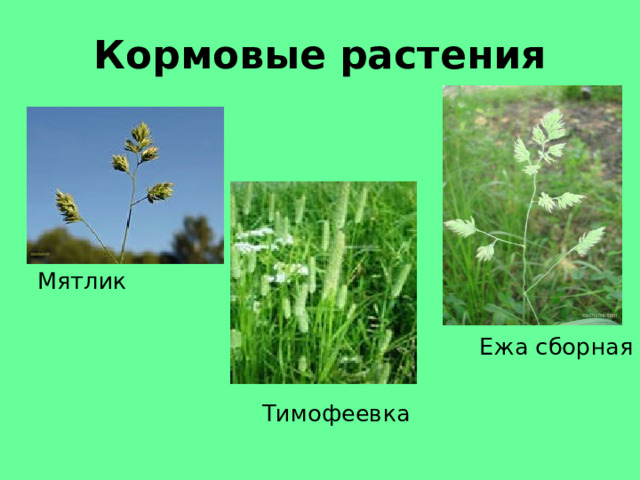 Кормовые растения  Мятлик  Ежа сборная  Тимофеевка 