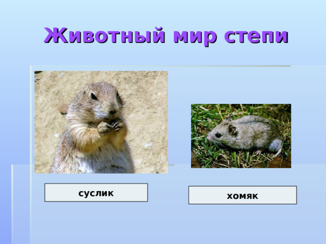 Животный мир степи суслик хомяк 