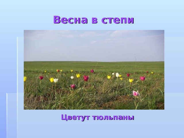 Весна в степи Цветут тюльпаны 