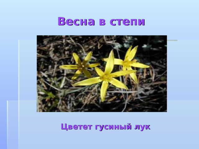 Весна в степи Цветет гусиный лук 