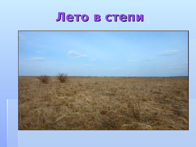 Лето в степи 