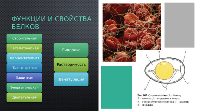 Функции и свойства   белков Строительная Гидролиз Каталитическая Ферментативная Растворимость Транспортная Денатурация Защитная Энергетическая Двигательная  