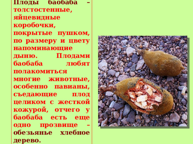 Плоды баобаба – толстостенные, яйцевидные коробочки, покрытые пушком, по размеру и цвету напоминающие дыню. Плодами баобаба любят полакомиться многие животные, особенно павианы, съедающие плод целиком с жесткой кожурой, отчего у баобаба есть еще одно прозвище – обезьянье хлебное дерево. 