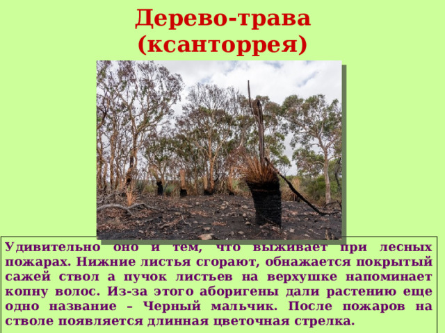 Дерево-трава (ксанторрея)  Удивительно оно и тем, что выживает при лесных пожарах. Нижние листья сгорают, обнажается покрытый сажей ствол а пучок листьев на верхушке напоминает копну волос. Из-за этого аборигены дали растению еще одно название – Черный мальчик. После пожаров на стволе появляется длинная цветочная стрелка.   