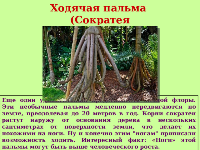 Ходячая пальма (Сократея голокоренная) Еще один удивительный представитель земной флоры. Эти необычные пальмы медленно передвигаются по земле, преодолевая до 20 метров в год. Корни сократеи растут наружу от основания дерева в нескольких сантиметрах от поверхности земли, что делает их похожими на ноги. Ну и конечно этим 