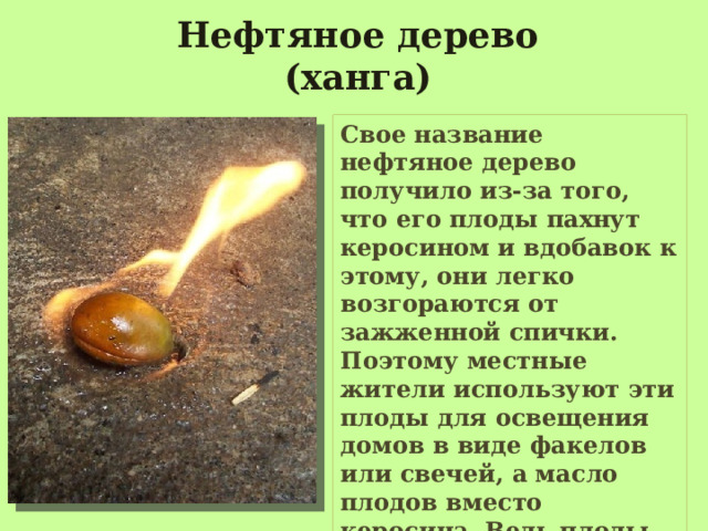Нефтяное дерево (ханга) Свое название нефтяное дерево получило из-за того, что его плоды пахнут керосином и вдобавок к этому, они легко возгораются от зажженной спички. Поэтому местные жители используют эти плоды для освещения домов в виде факелов или свечей, а масло плодов вместо керосина. Ведь плоды ханги содержат практически чистую нефть. 