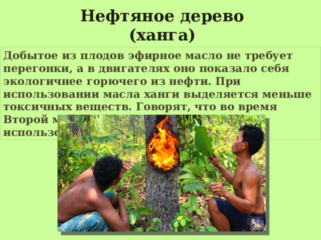 Нефтяное дерево (ханга) Добытое из плодов эфирное масло не требует перегонки, а в двигателях оно показало себя экологичнее горючего из нефти. При использовании масла ханги выделяется меньше токсичных веществ. Говорят, что во время Второй мировой войны это масло использовалось японцами для танков. 