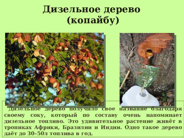 Дизельное дерево (копайбу)  Дизельное дерево получило свое название благодаря своему соку, который по составу очень напоминает дизельное топливо. Это удивительное растение живёт в тропиках Африки, Бразилии и Индии. Одно такое дерево даёт до 30–50л топлива в год. 