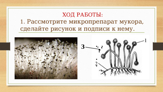  ХОД РАБОТЫ:  1. Рассмотрите микропрепарат мукора, сделайте рисунок и подписи к нему. . . .  . . . . 3 . 
