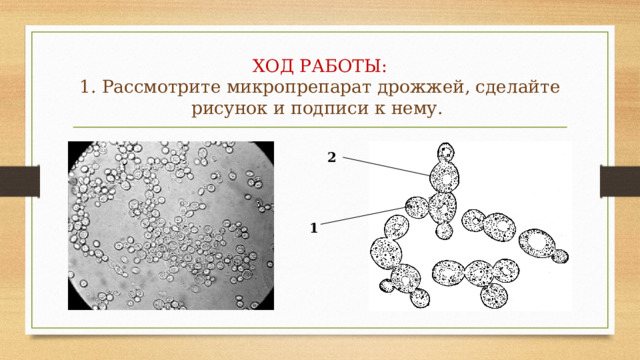 ХОД РАБОТЫ:  1. Рассмотрите микропрепарат дрожжей, сделайте рисунок и подписи к нему. 2 1 