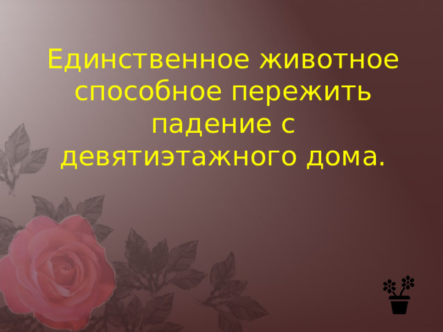 Единственное животное способное пережить падение с девятиэтажного дома. 