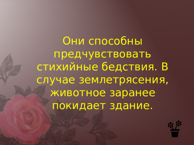 Они способны предчувствовать стихийные бедствия. В случае землетрясения, животное заранее покидает здание. 