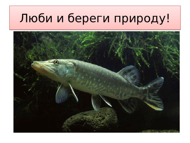 Люби и береги природу! 