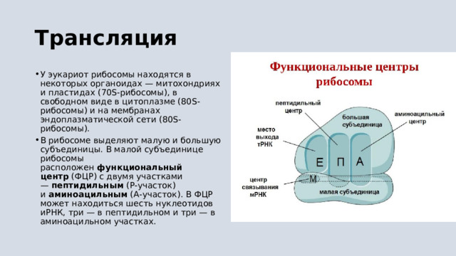 Трансляция У эукариот рибосомы находятся в некоторых органоидах — митохондриях и пластидах (70S-рибосомы), в свободном виде в цитоплазме (80S-рибосомы) и на мембранах эндоплазматической сети (80S-рибосомы). В рибосоме выделяют малую и большую субъединицы. В малой субъединице рибосомы расположен  функциональный центр  (ФЦР) с двумя участками —  пептидильным  (Р-участок) и  аминоацильным  (А-участок). В ФЦР может находиться шесть нуклеотидов иРНК, три — в пептидильном и три — в аминоацильном участках. 