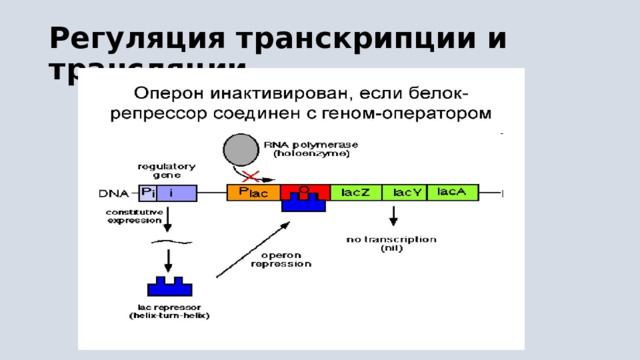 Регуляция транскрипции и трансляции 